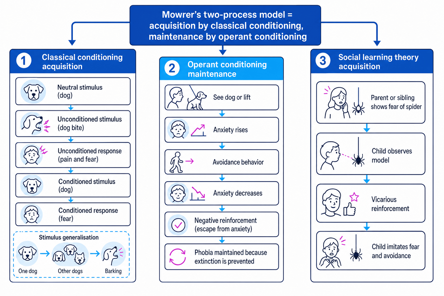 Flowchart showing classical conditioning acquisition, operant conditioning maintenance, and social learning routes to phobias