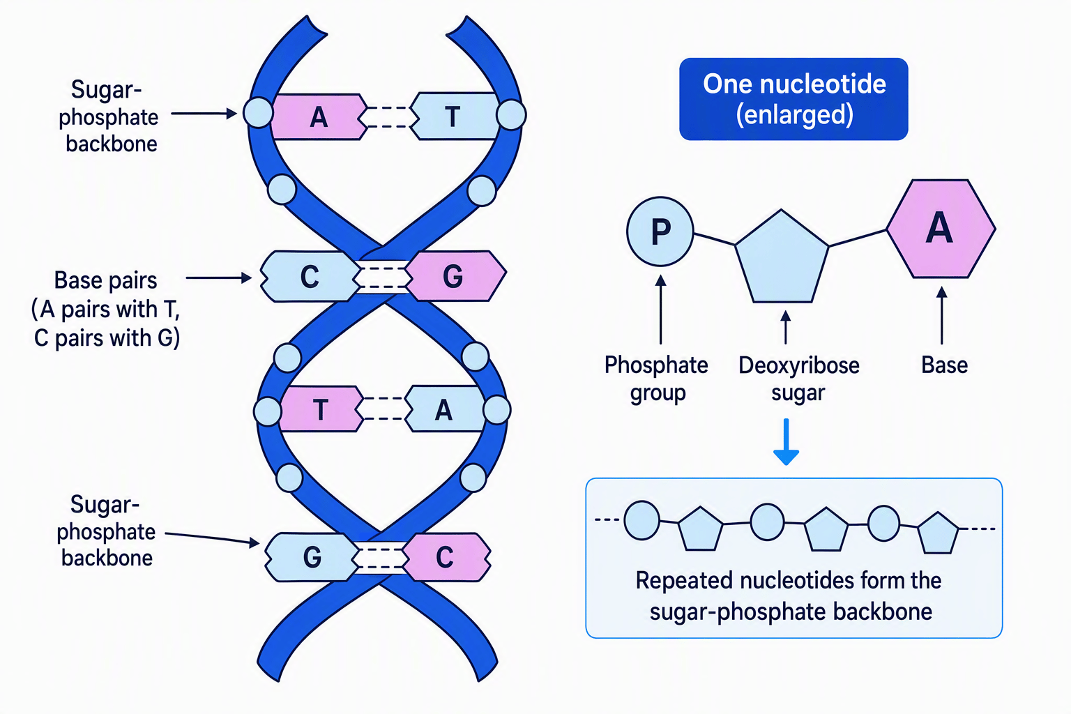 DNA double helix showing sugar-phosphate backbones, inward-facing base pairs, and the three parts of a nucleotide