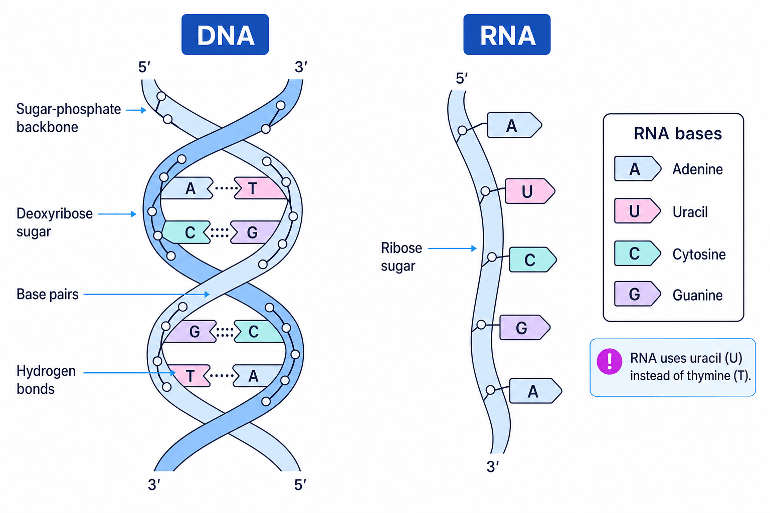 Labelled comparison of DNA double helix and single-stranded RNA showing sugar-phosphate backbone, deoxyribose, ribose, base pairs, hydrogen bonds and strand direction
