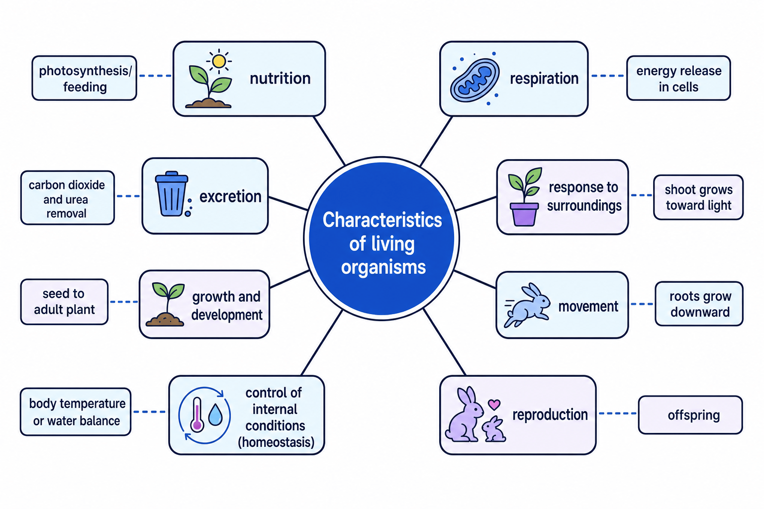 Concept map showing the eight characteristics of living organisms and simple examples for each one