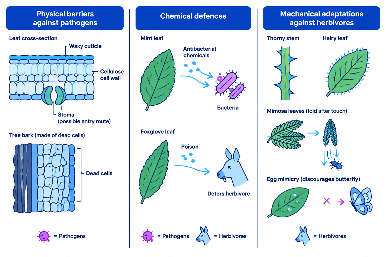 Diagram comparing physical barriers against pathogens, chemical defences against bacteria and herbivores, and mechanical adaptations that deter herbivores