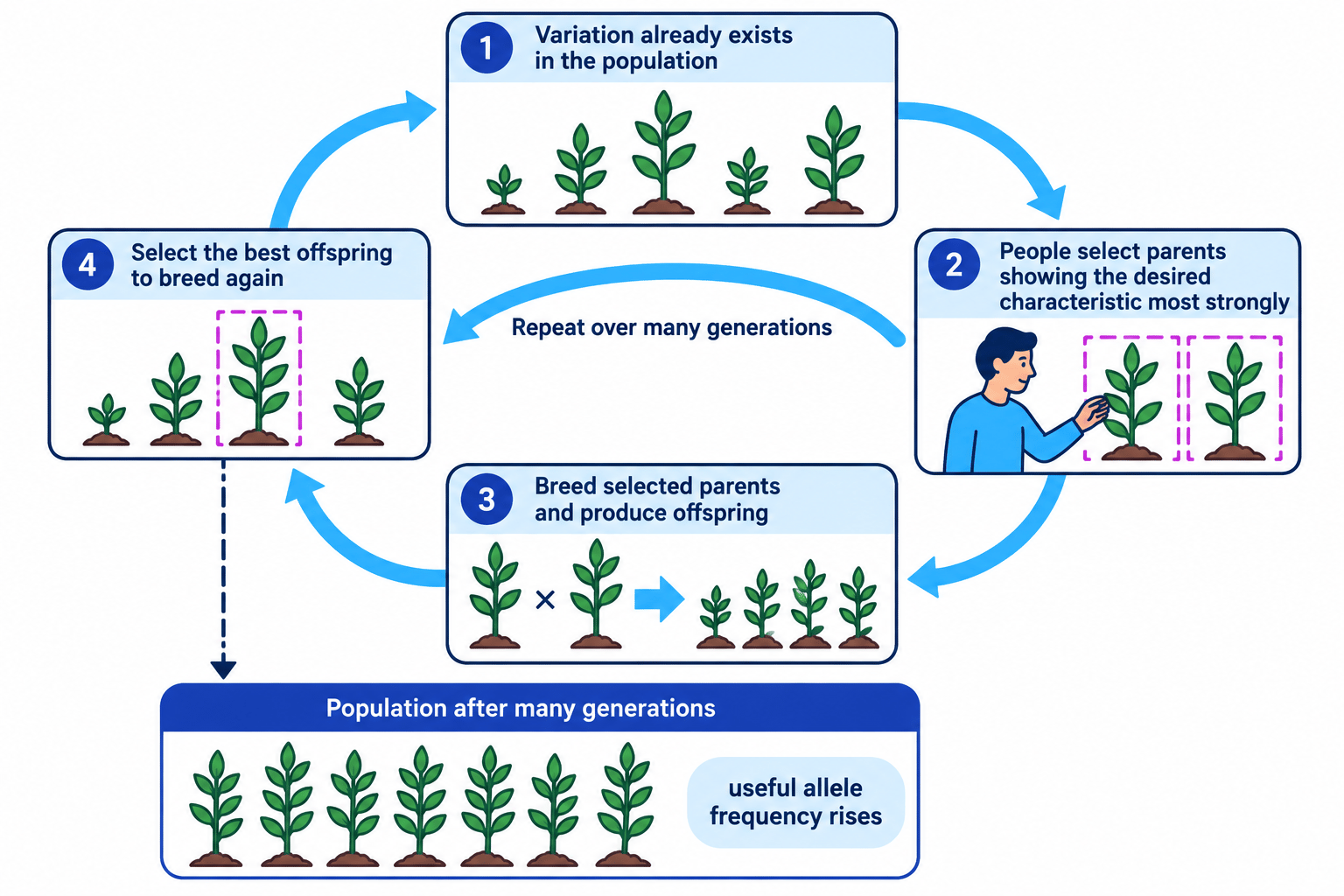 Flow diagram of selective breeding showing variation in a crop population, selection of parents, breeding, selection of the best offspring, and repetition over many generations until the desired characteristic and useful alleles become more common