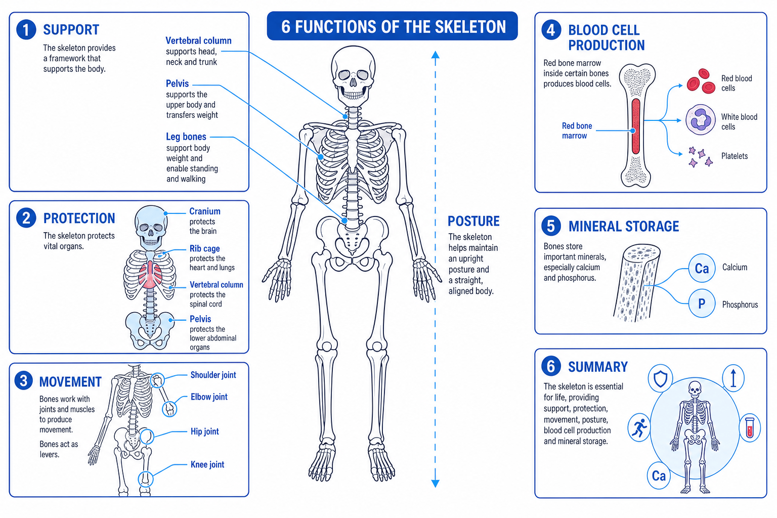 Labelled human skeleton with callouts for support, posture, protection, movement, blood cell production and mineral storage
