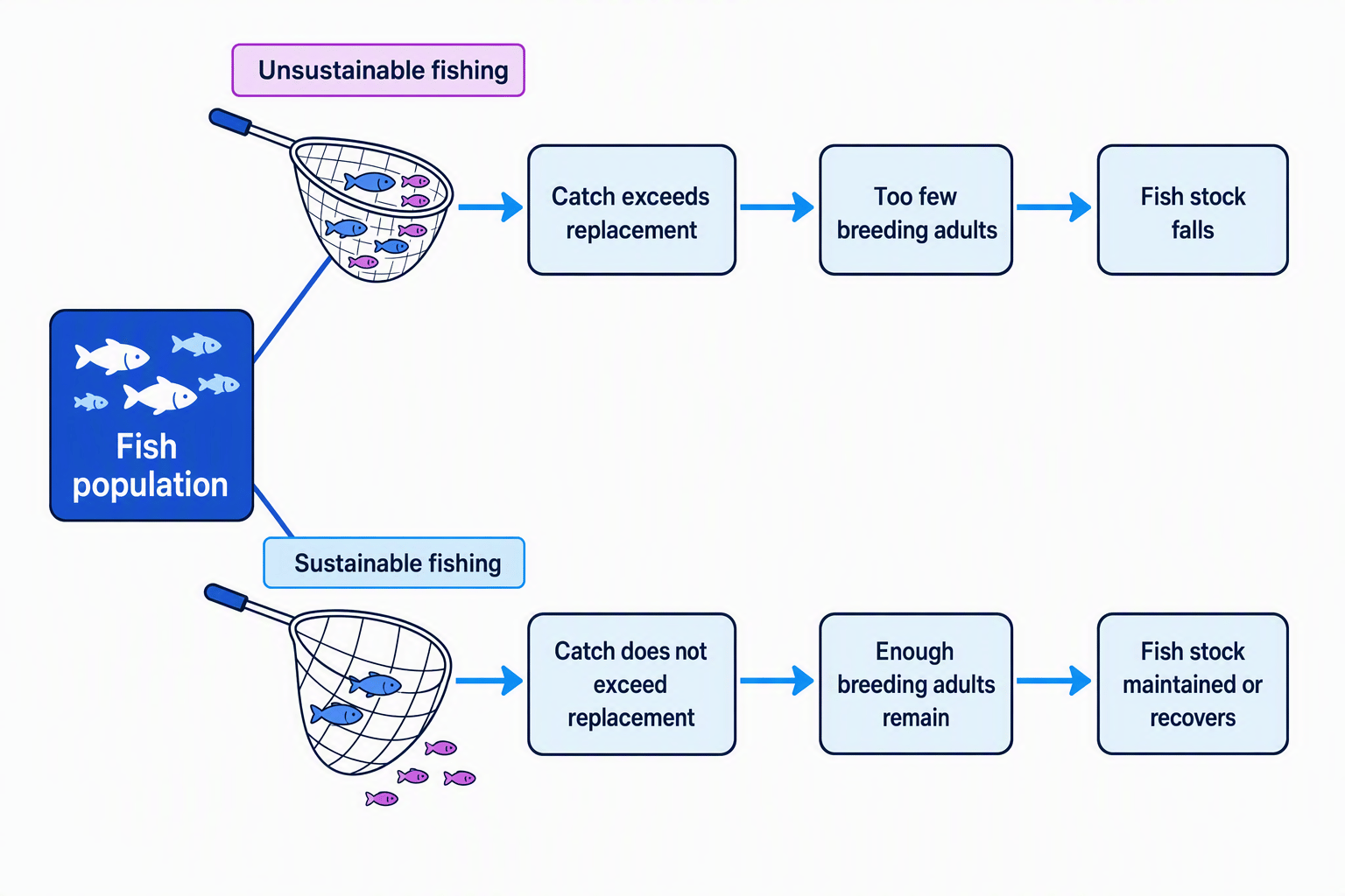 Flow diagram comparing unsustainable fishing, where catch exceeds replacement and fish stocks fall, with sustainable fishing, where enough breeding adults remain and stocks recover