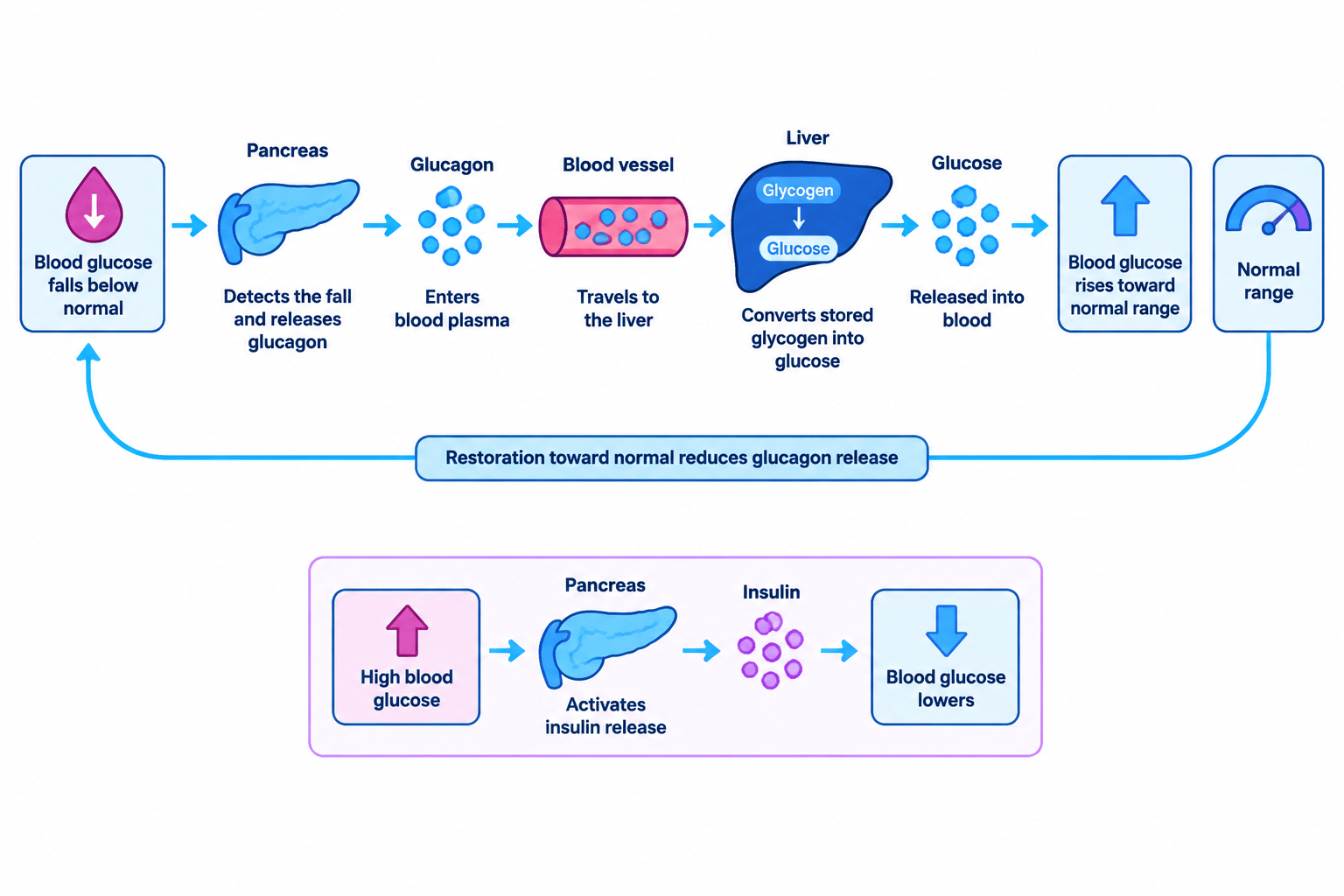 Flowchart showing low blood glucose detected by the pancreas, glucagon travelling to the liver, glycogen being converted to glucose, and blood glucose returning toward normal