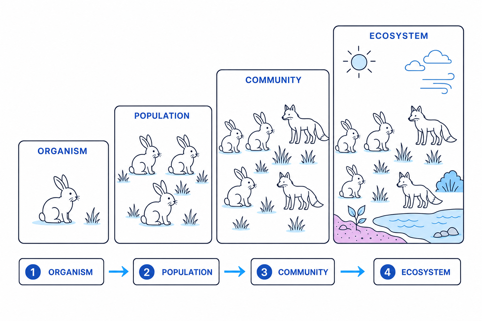 Ecological levels showing one rabbit as an organism, several rabbits as a population, rabbits with foxes and grass as a community, and the same living community with sunlight, water, air and soil as an ecosystem