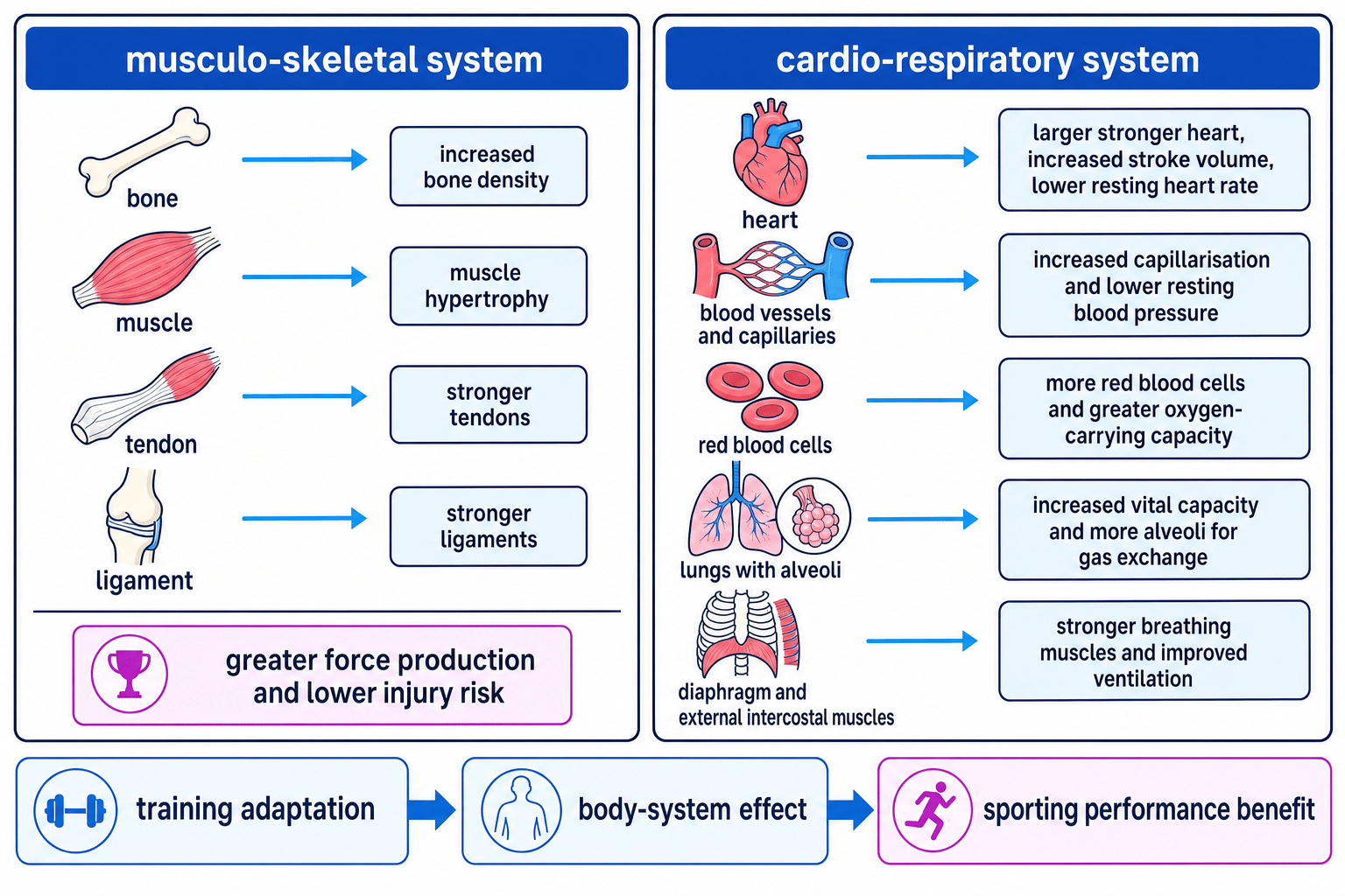 Two-column diagram showing musculo-skeletal adaptations on the left and cardio-respiratory adaptations on the right, linked to sporting performance benefits
