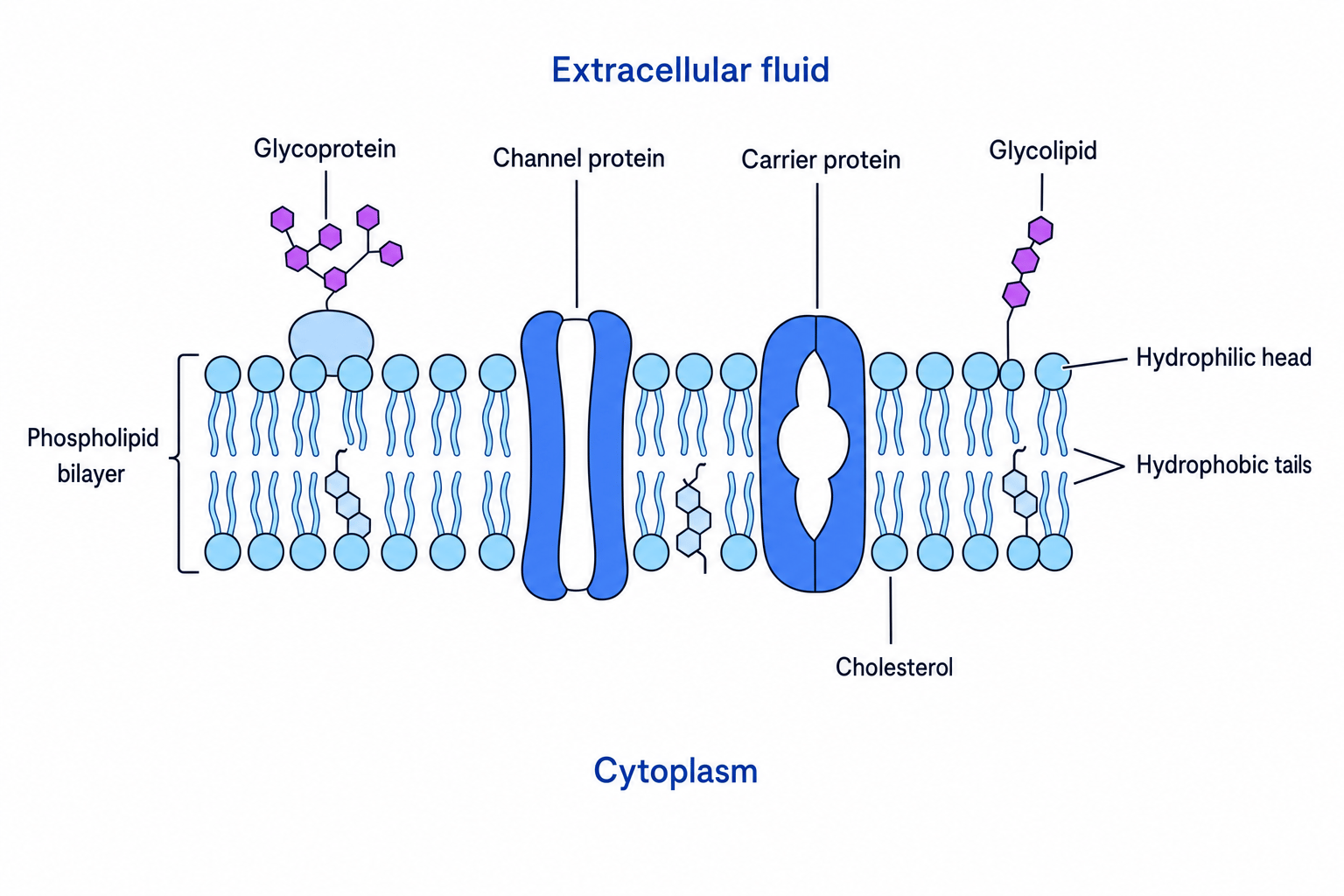 Annotated cross section of a cell surface membrane showing phospholipid bilayer, proteins, cholesterol and carbohydrate chains