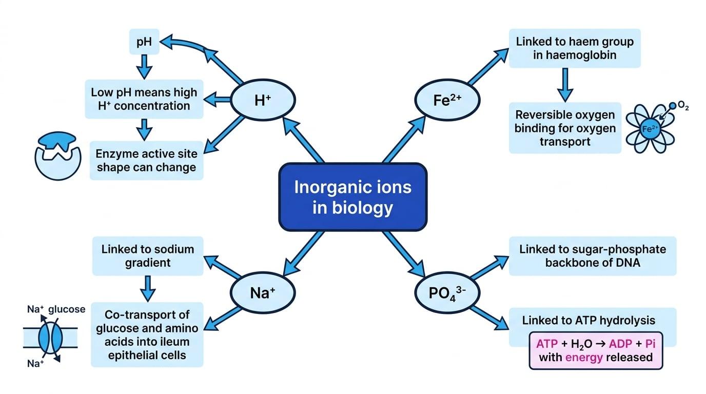 Concept map linking H+, Fe2+, Na+ and PO4^3- to their biological roles