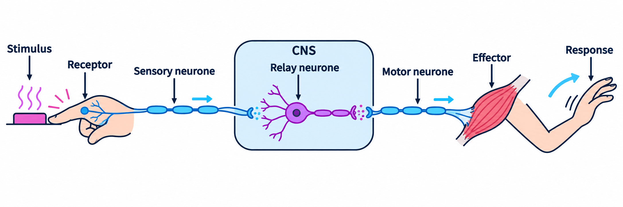 Nervous response pathway from a fingertip stimulus through a receptor, sensory neurone, relay neurone in the CNS, motor neurone and muscle effector to the response