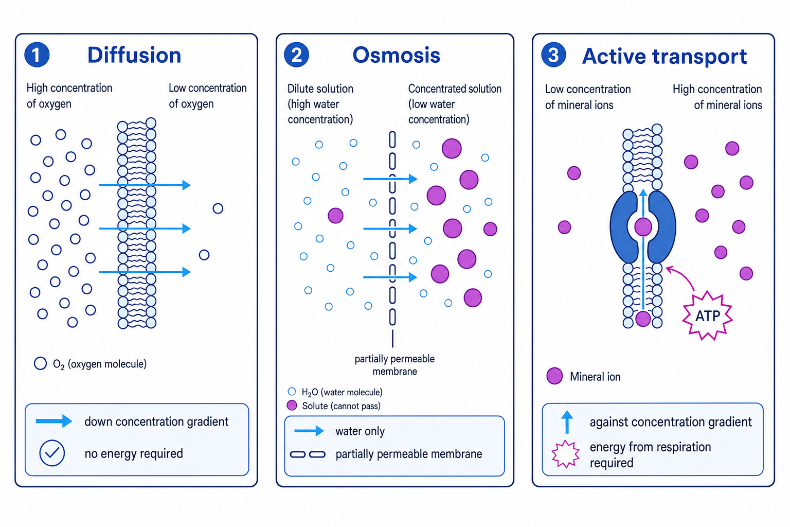 Comparison of diffusion, osmosis and active transport across a cell membrane with direction of movement and energy use labelled