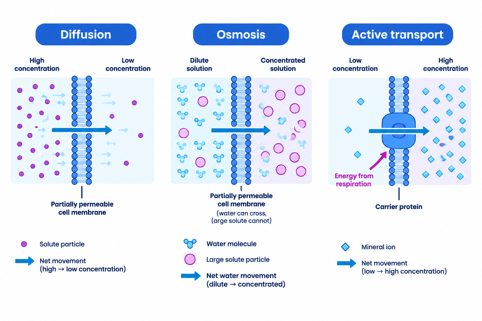 Three-panel comparison showing diffusion down a solute concentration gradient, osmosis of water from a dilute to a concentrated solution, and active transport through a carrier protein from low to high concentration