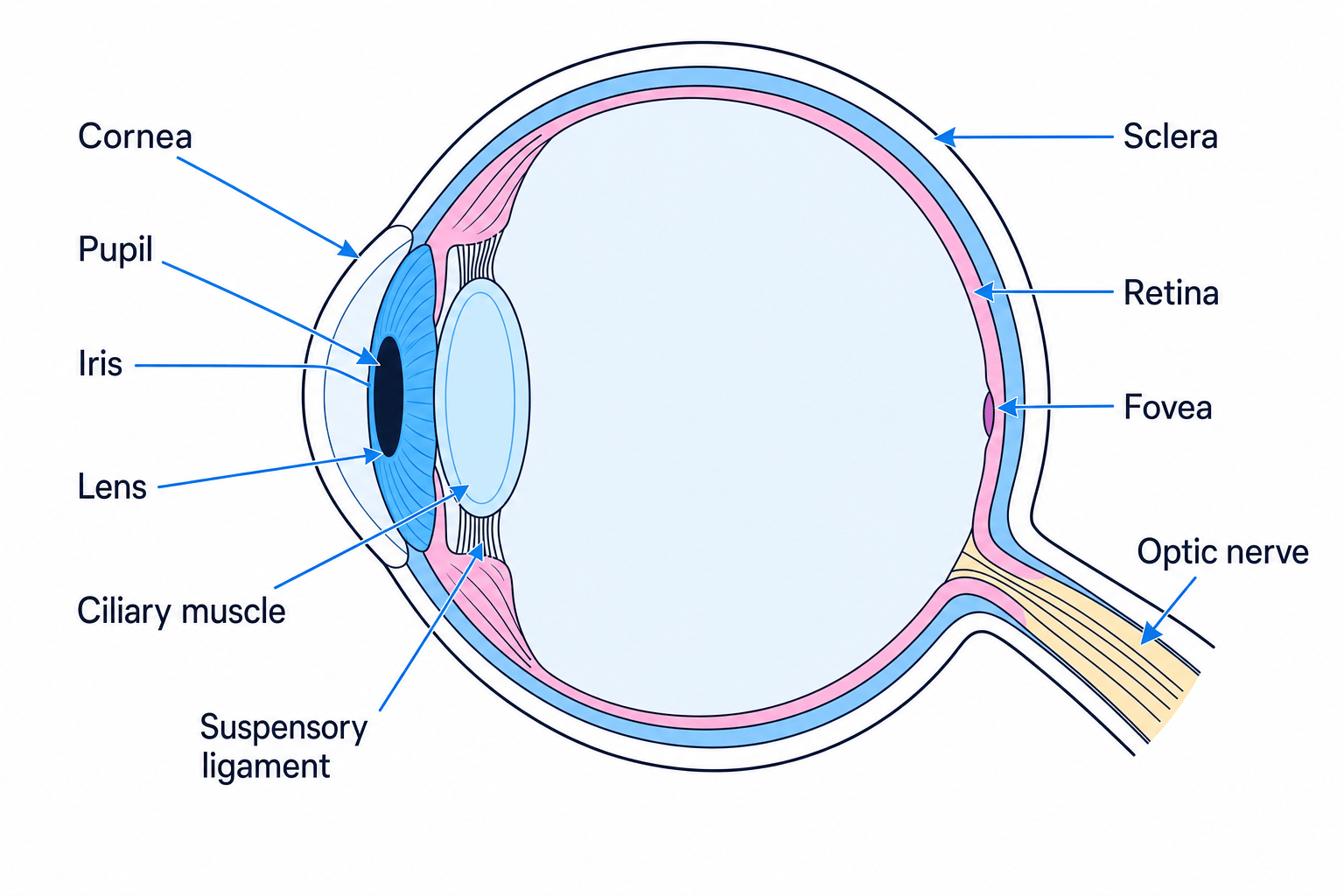 Anatomy of the human eye