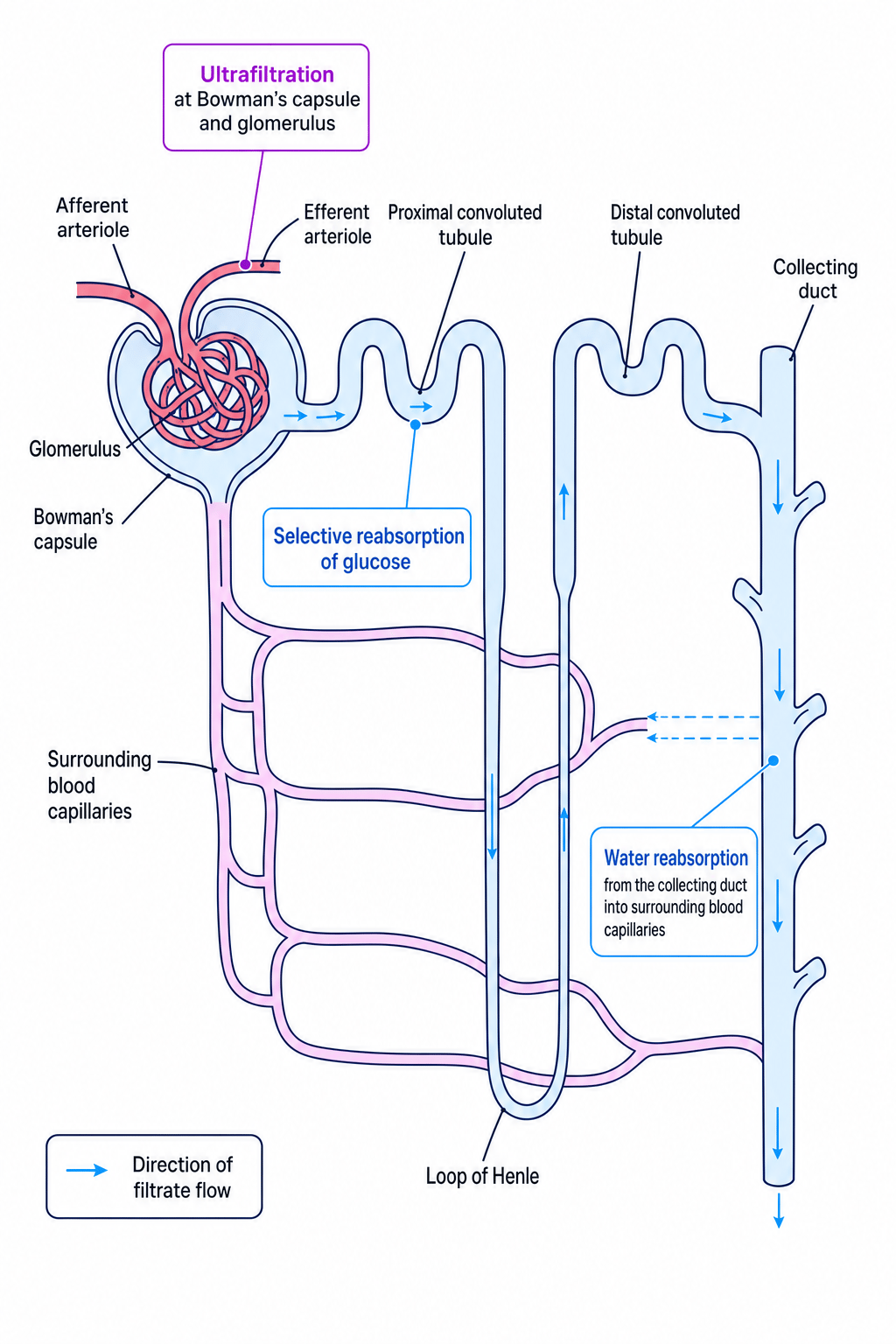 Labelled nephron showing filtration, glucose reabsorption and water reabsorption