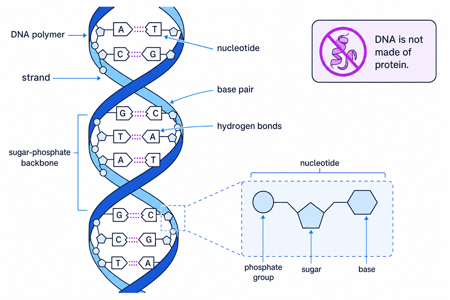 Labelled diagram of DNA as a polymer with two strands forming a double helix