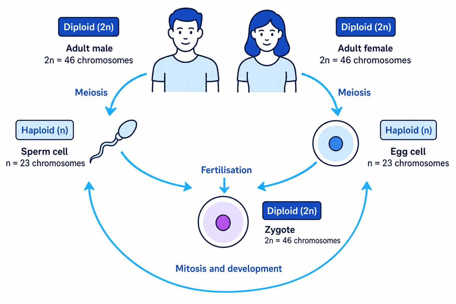 The Sexual Lifecycle