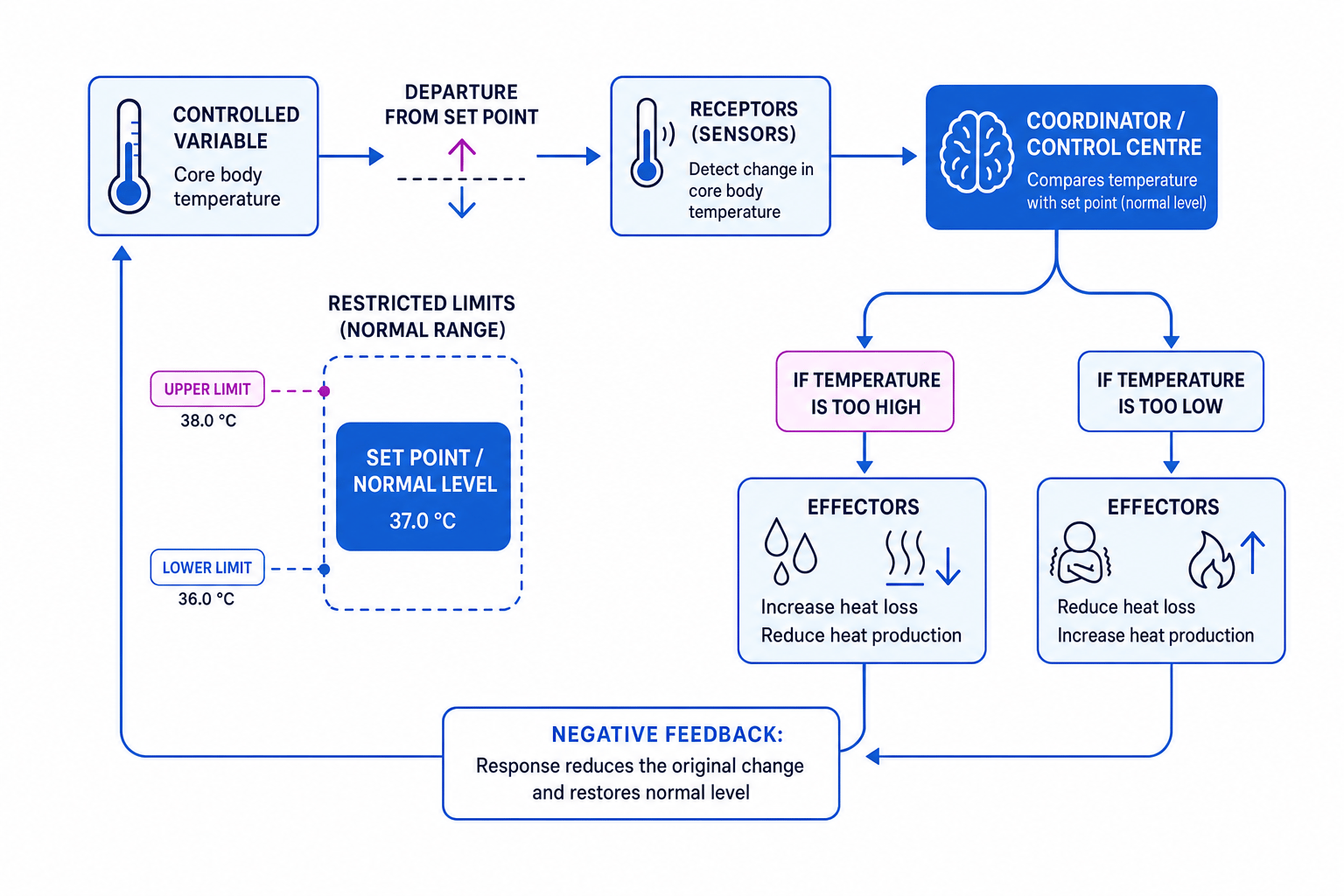 Schematic of a mammalian homeostatic negative feedback system with receptors, coordinator, effectors and separate responses for temperature too high or too low