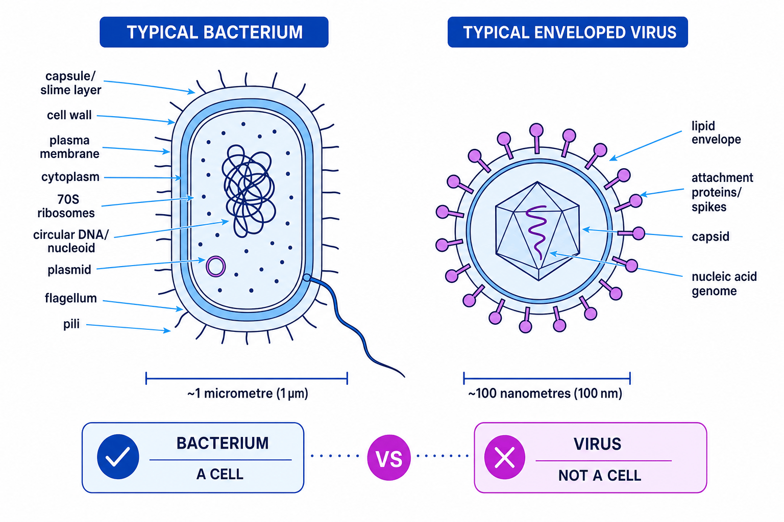 Labelled comparison of a bacterium and an enveloped virus