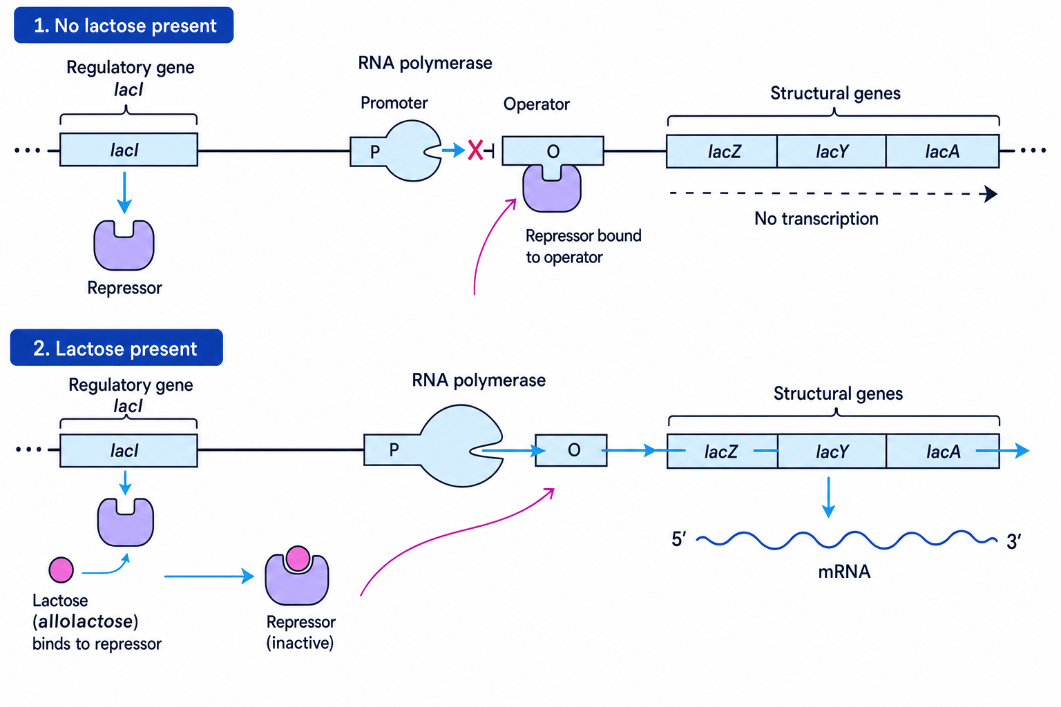 Diagram of the lac operon with lactose absent and present