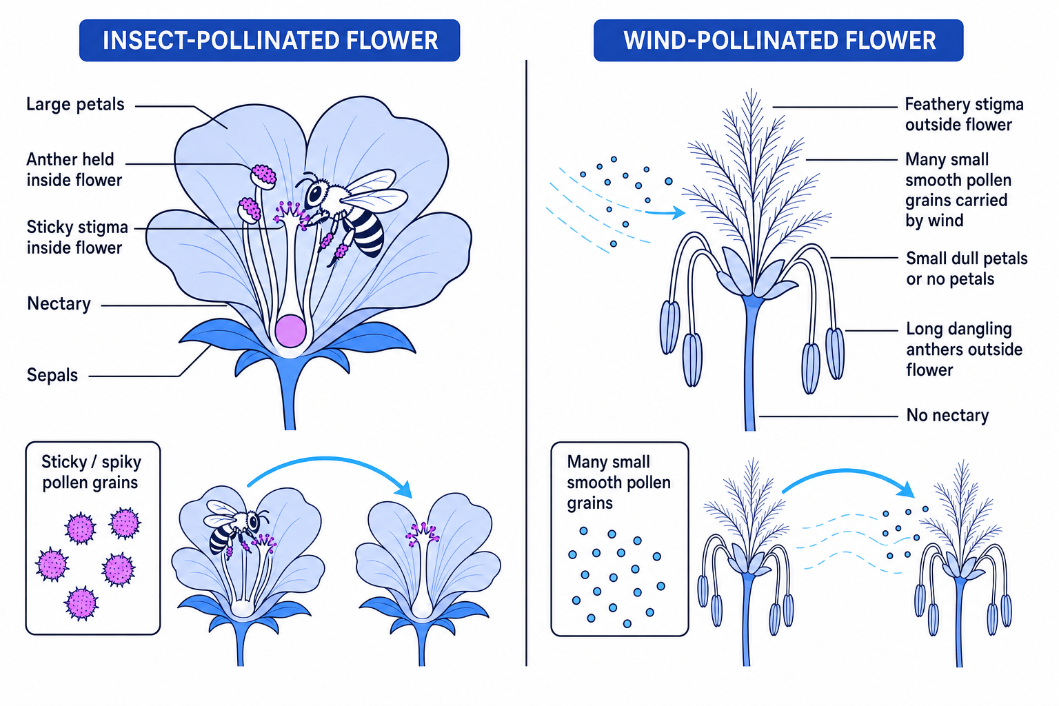 Comparison of insect-pollinated and wind-pollinated flowers with labelled adaptations