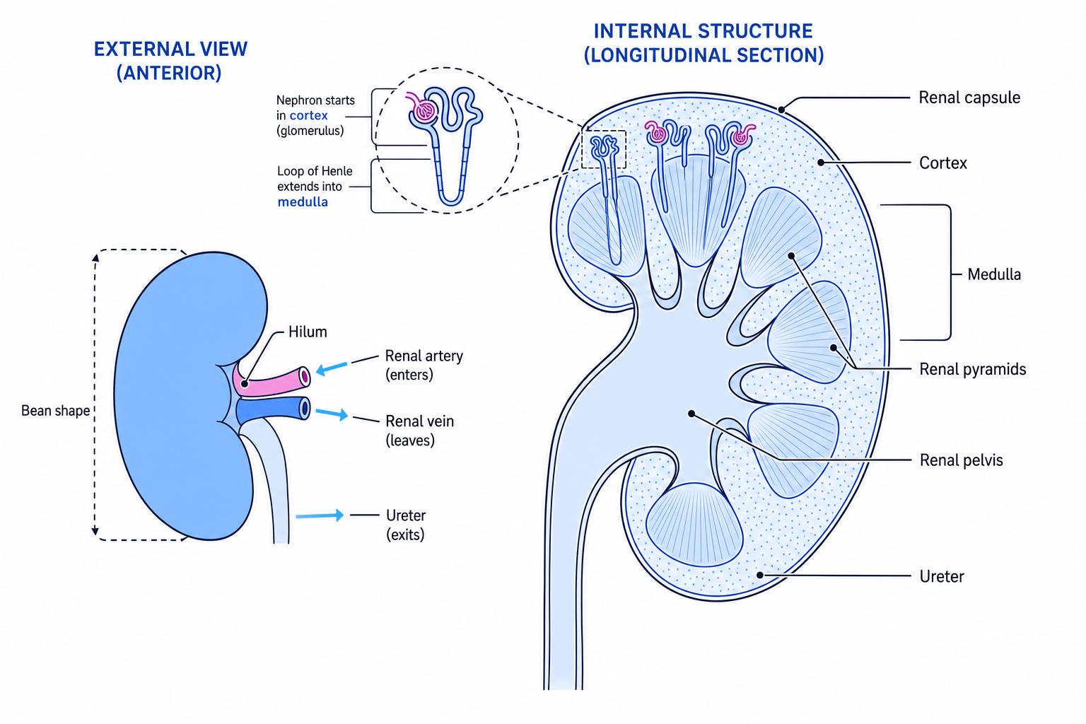 Labelled external and internal structure of a mammalian kidney