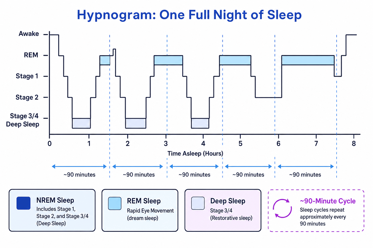 Labelled hypnogram showing the sleep cycle across one full night