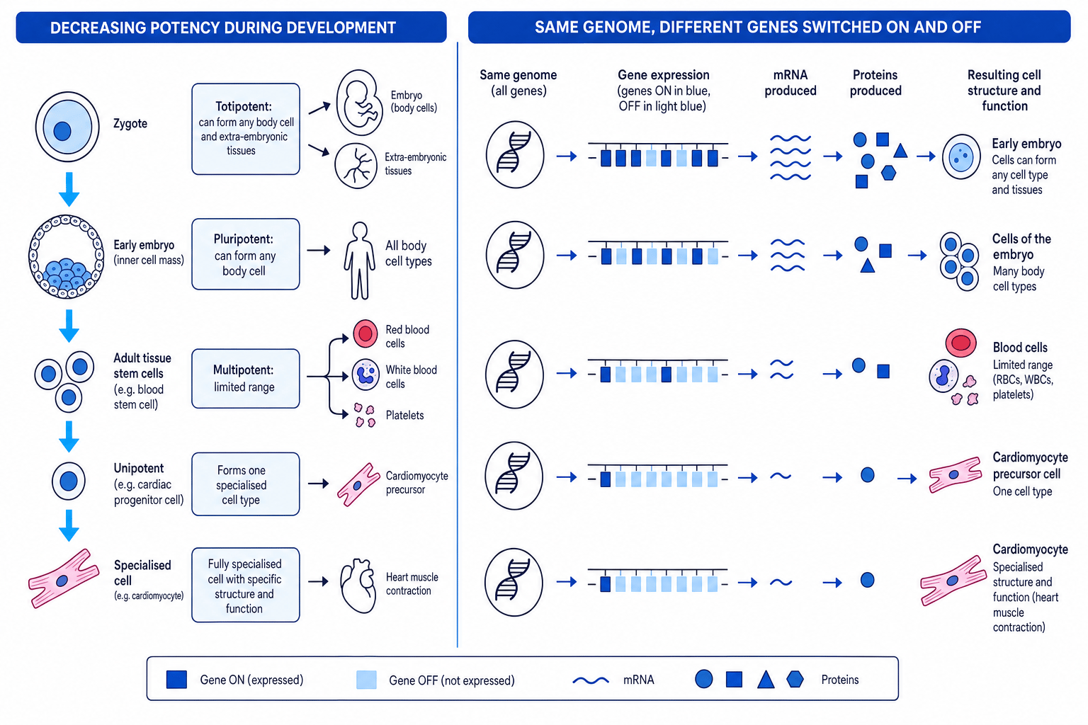 Schematic showing decreasing potency from totipotent cells to pluripotent, multipotent, unipotent and specialised cells, alongside selective gene expression