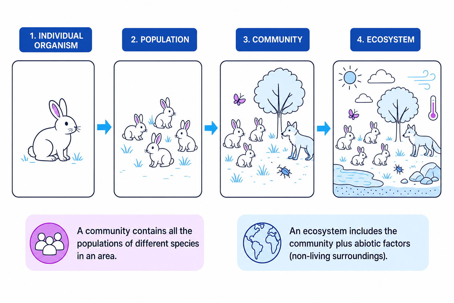 Ecological levels from individual organism to population, community and ecosystem