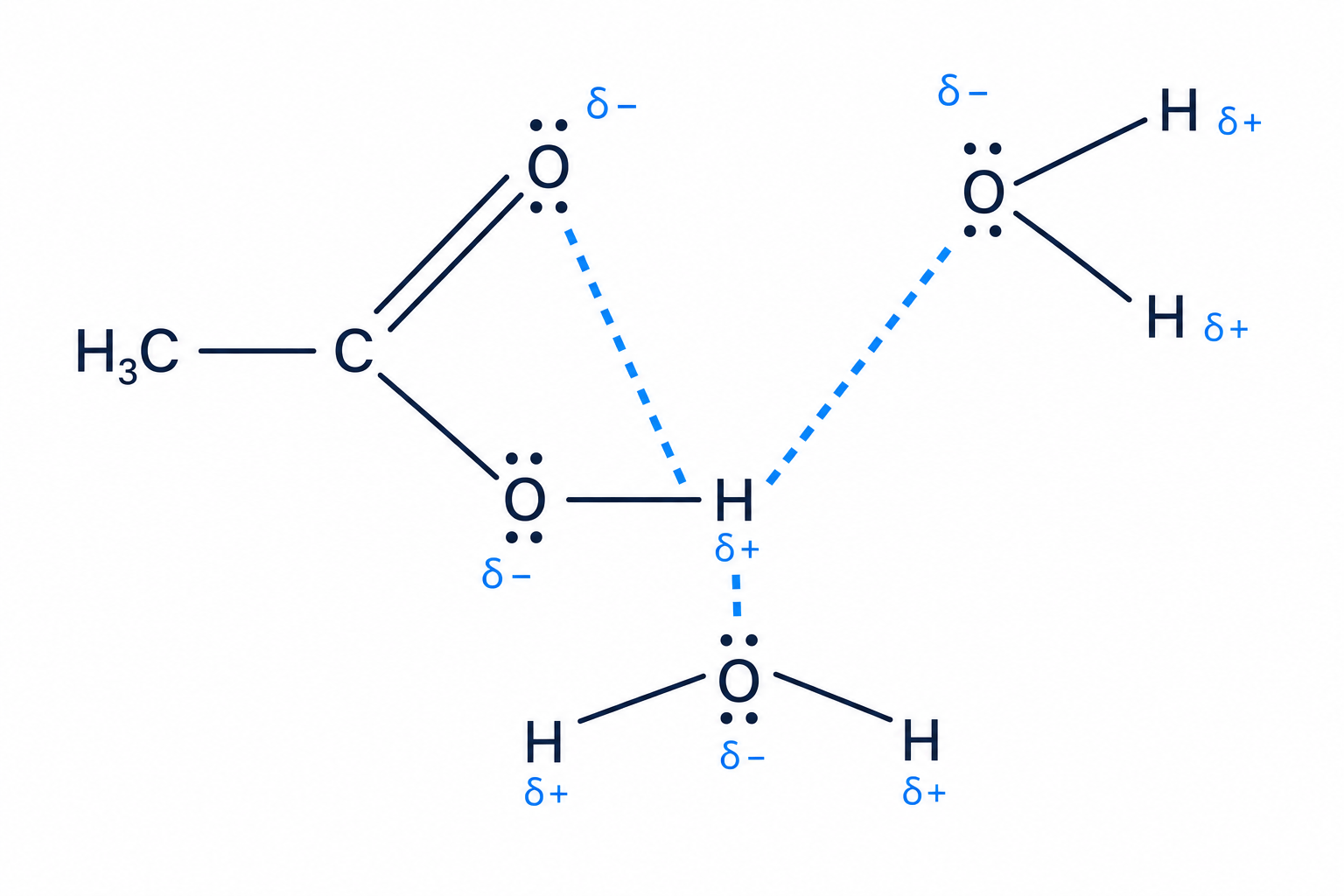 Solubility of carboxylic acids through hydrogen bonding