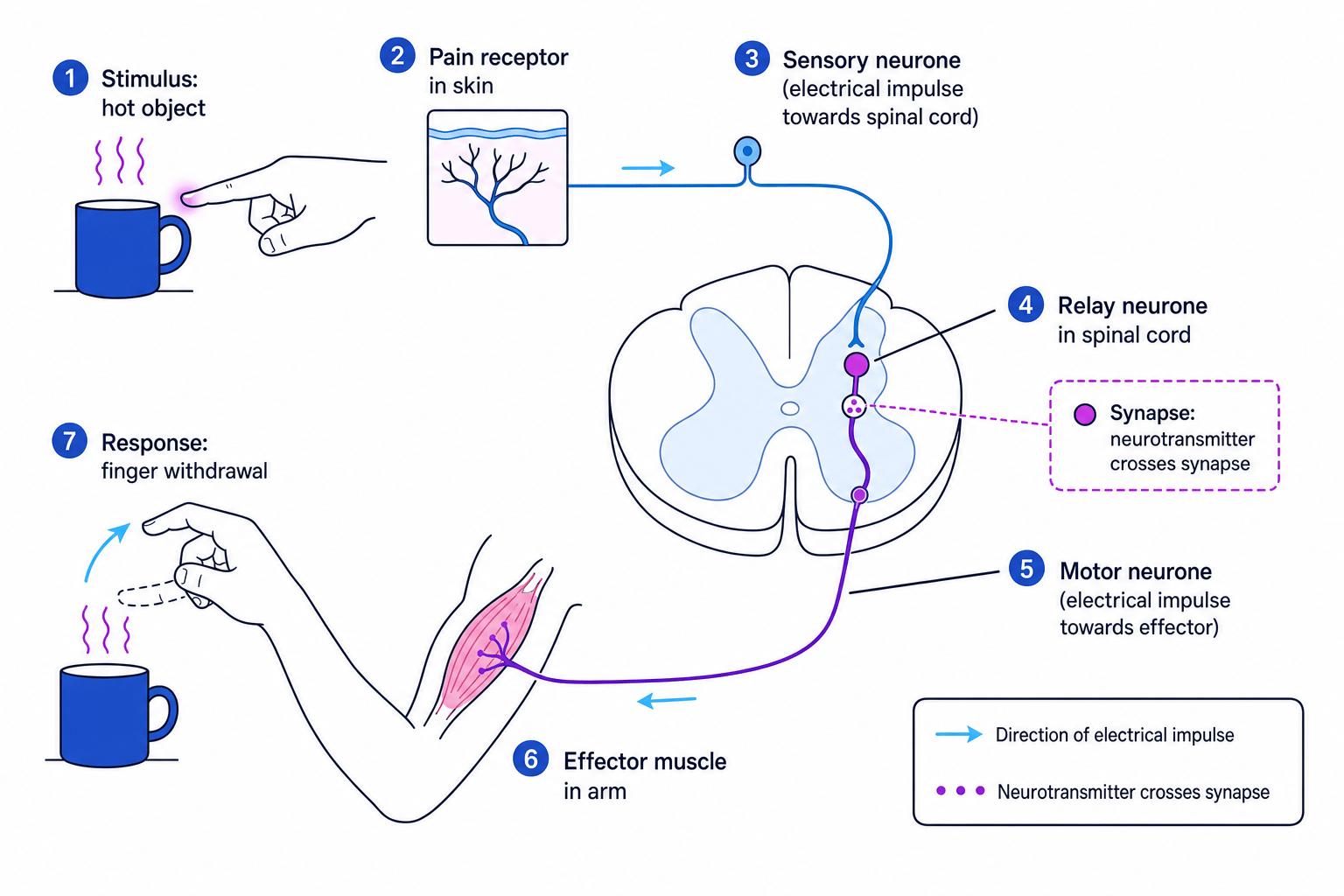Labelled reflex arc for withdrawing a finger from a hot object