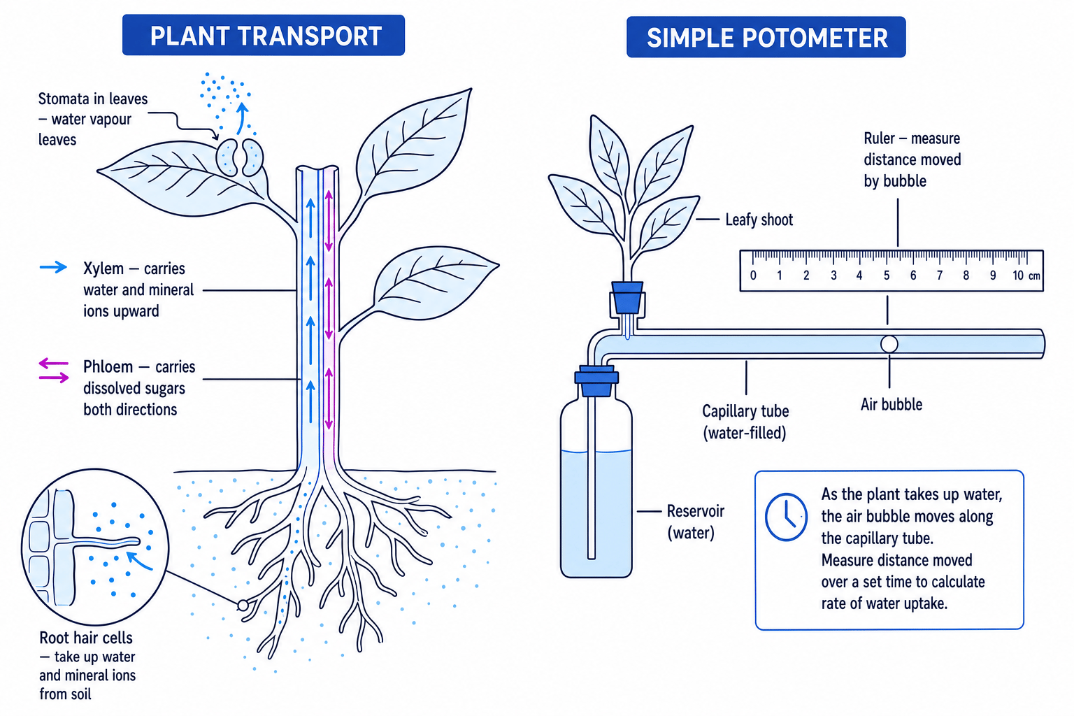 Schematic of plant transport showing root hair cells, xylem, phloem, stomata and a simple potometer
