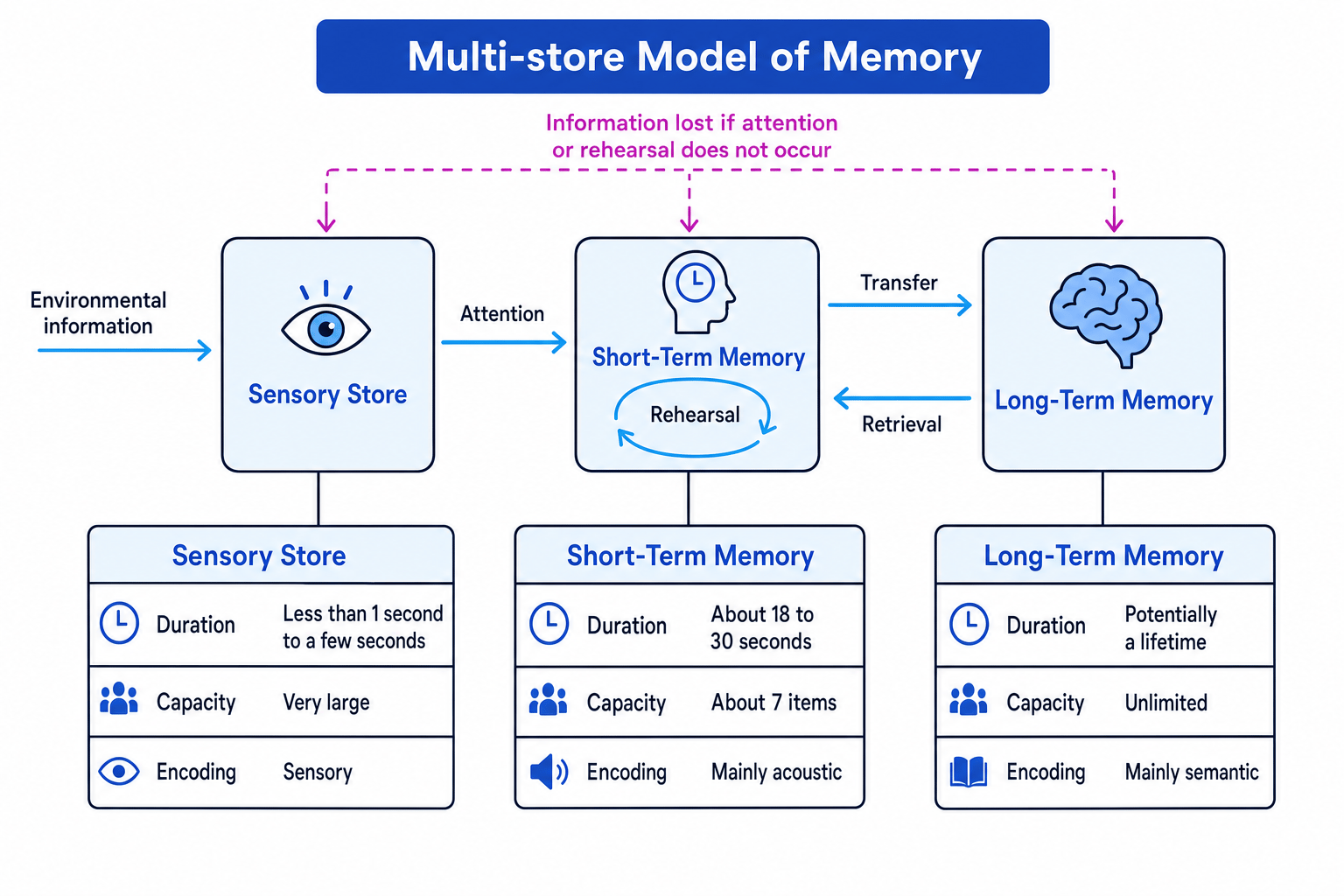 A labelled Multi-store Model diagram showing sensory store, short-term memory, long-term memory, rehearsal, transfer and retrieval