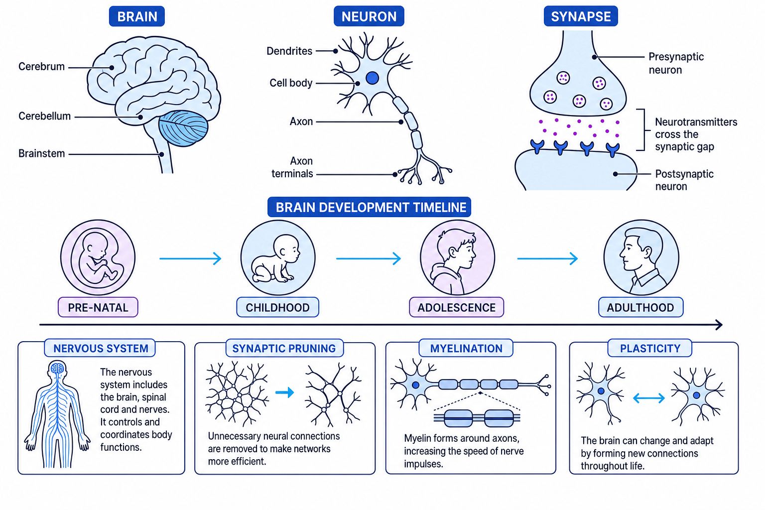 Diagram showing brain structures, neuron, synapse and brain development timeline