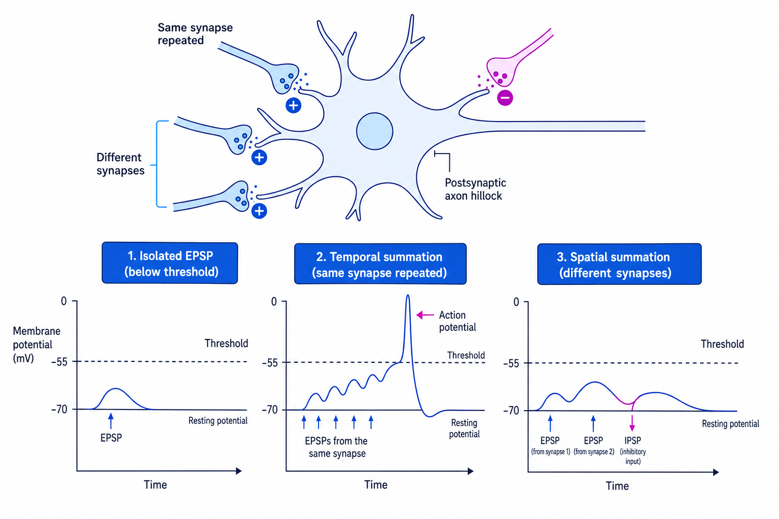 Diagram comparing temporal and spatial summation of EPSPs and IPSPs