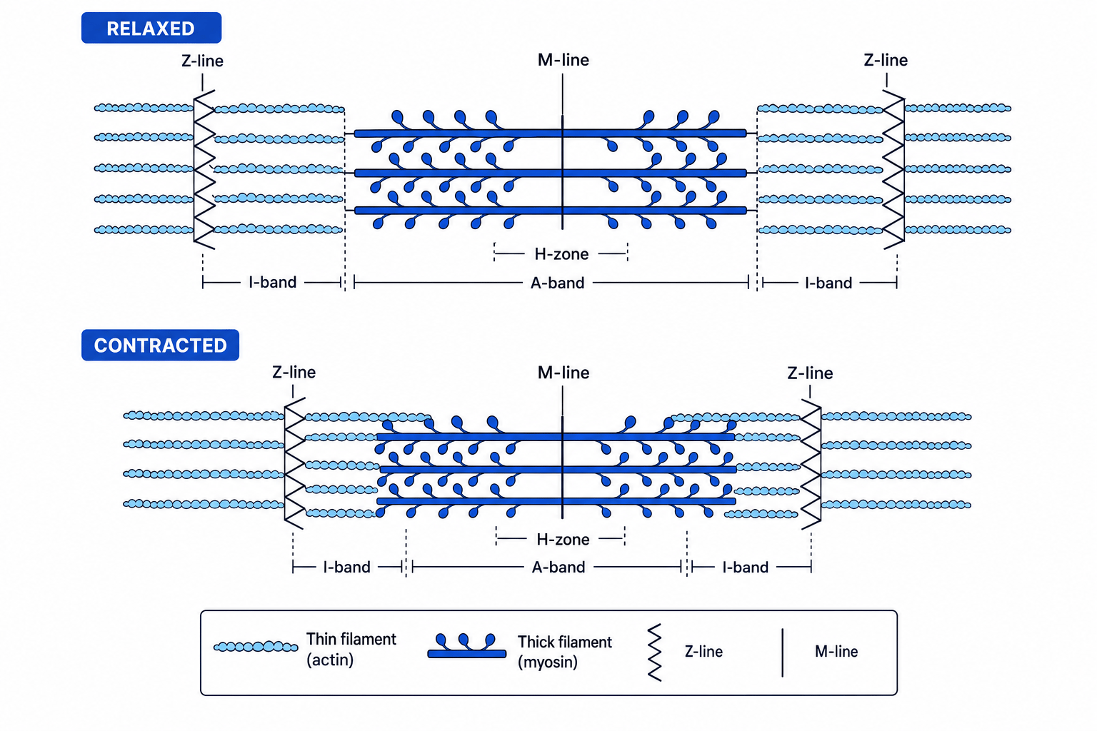 Structural diagram of a skeletal muscle sarcomere in relaxed and contracted states