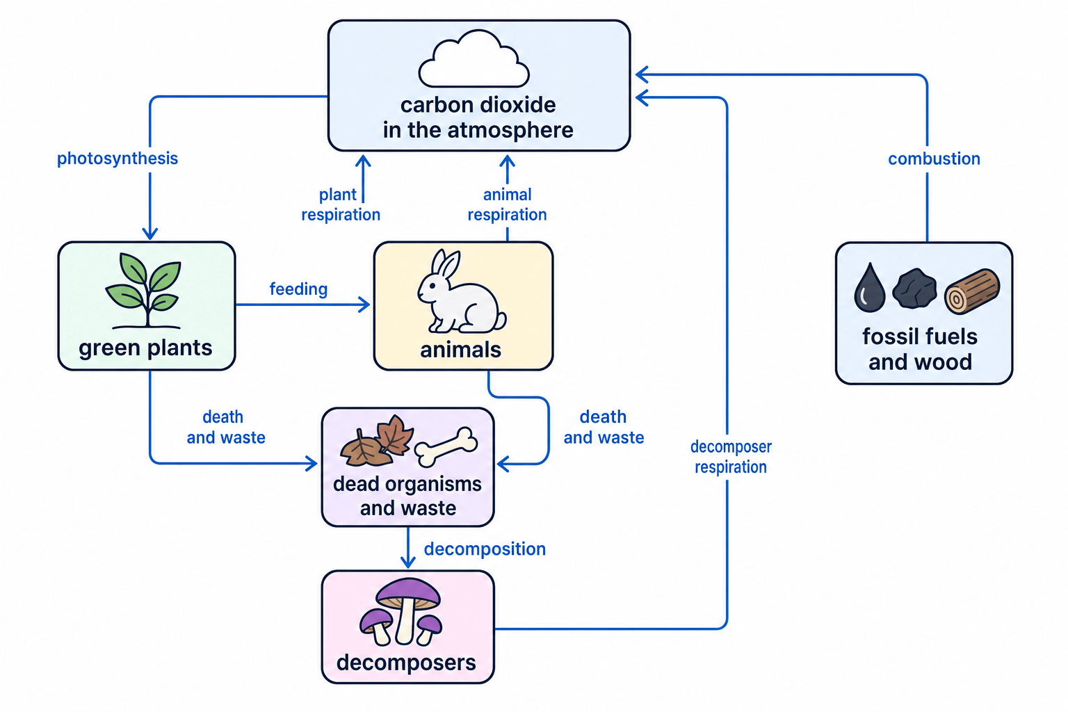 Labelled carbon cycle showing photosynthesis, feeding, respiration, decomposition and combustion