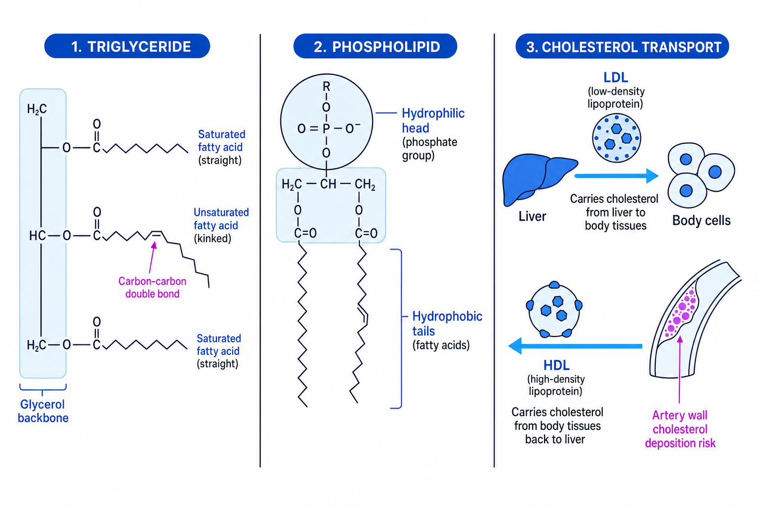 Diagram comparing triglyceride, phospholipid and cholesterol transport