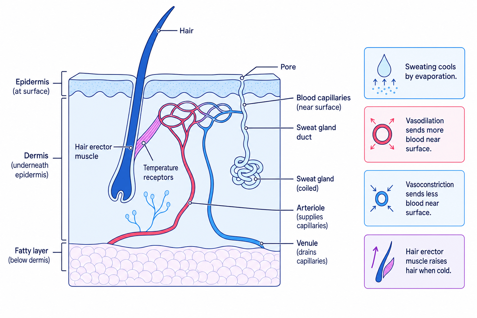 Labelled cross-section of skin showing structures involved in thermoregulation