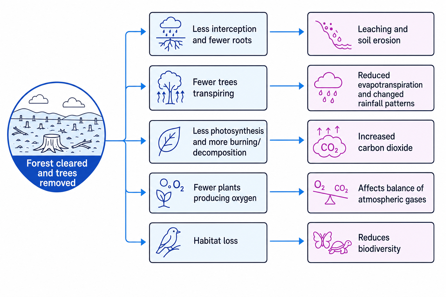 Cause-and-effect diagram showing how deforestation leads to leaching, soil erosion, changed evapotranspiration, increased carbon dioxide and reduced biodiversity