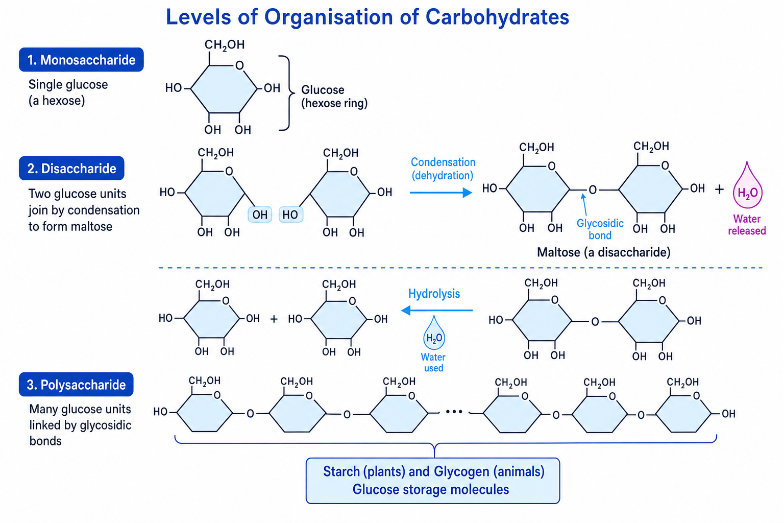 Diagram showing glucose monosaccharides joining by condensation to form maltose and polysaccharides, and hydrolysis breaking glycosidic bonds