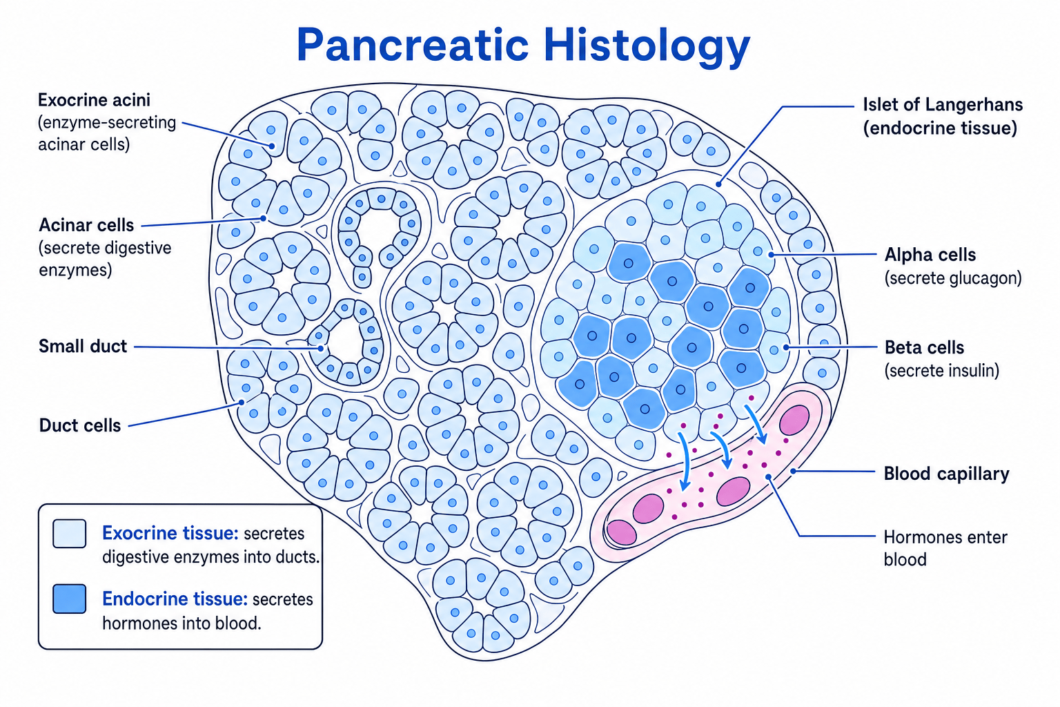 Annotated pancreatic histology showing exocrine acini, ducts, islets of Langerhans, alpha cells, beta cells and a blood capillary
