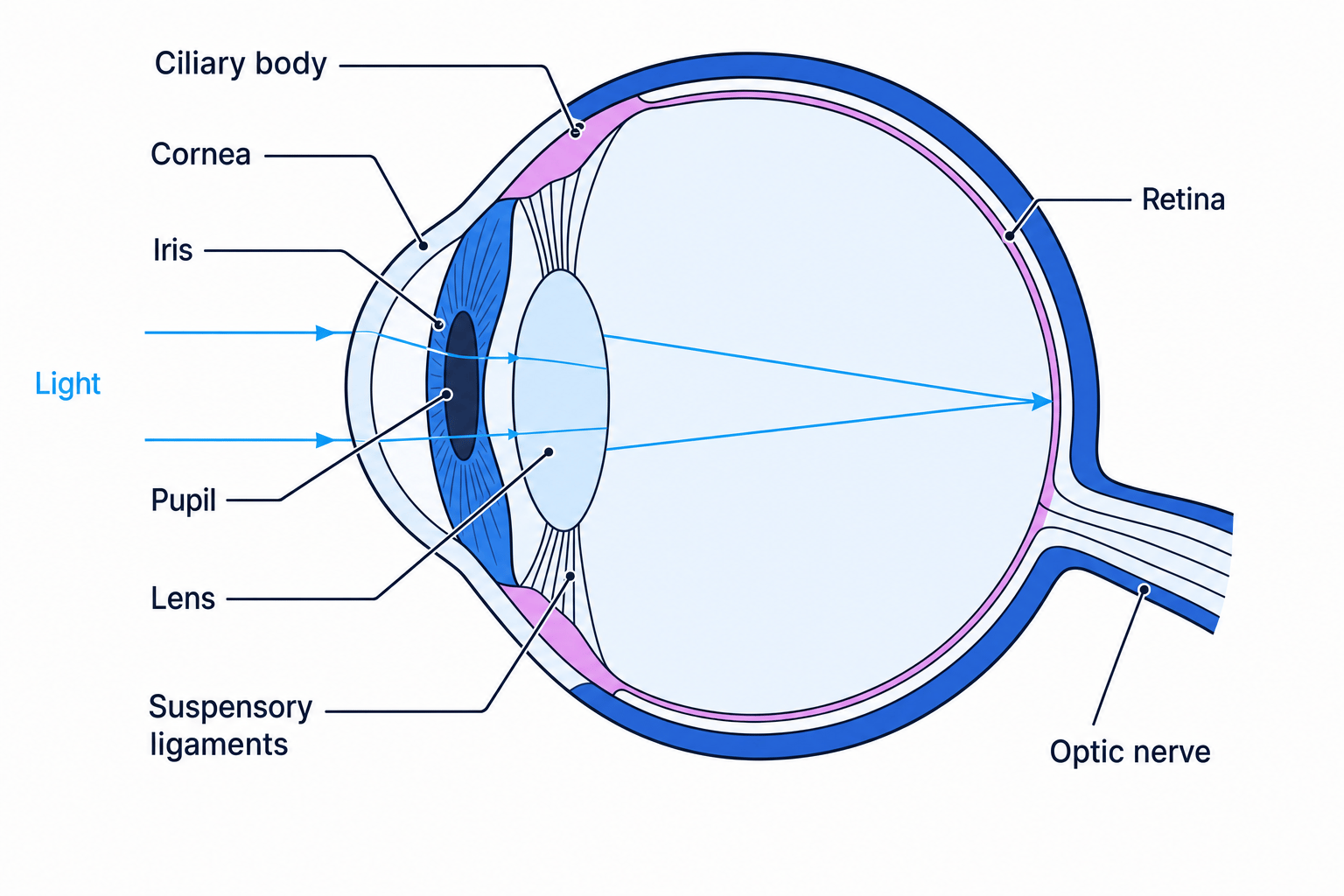 Labelled cross-section of the eye showing cornea, iris, pupil, lens, retina, optic nerve, ciliary body and suspensory ligaments