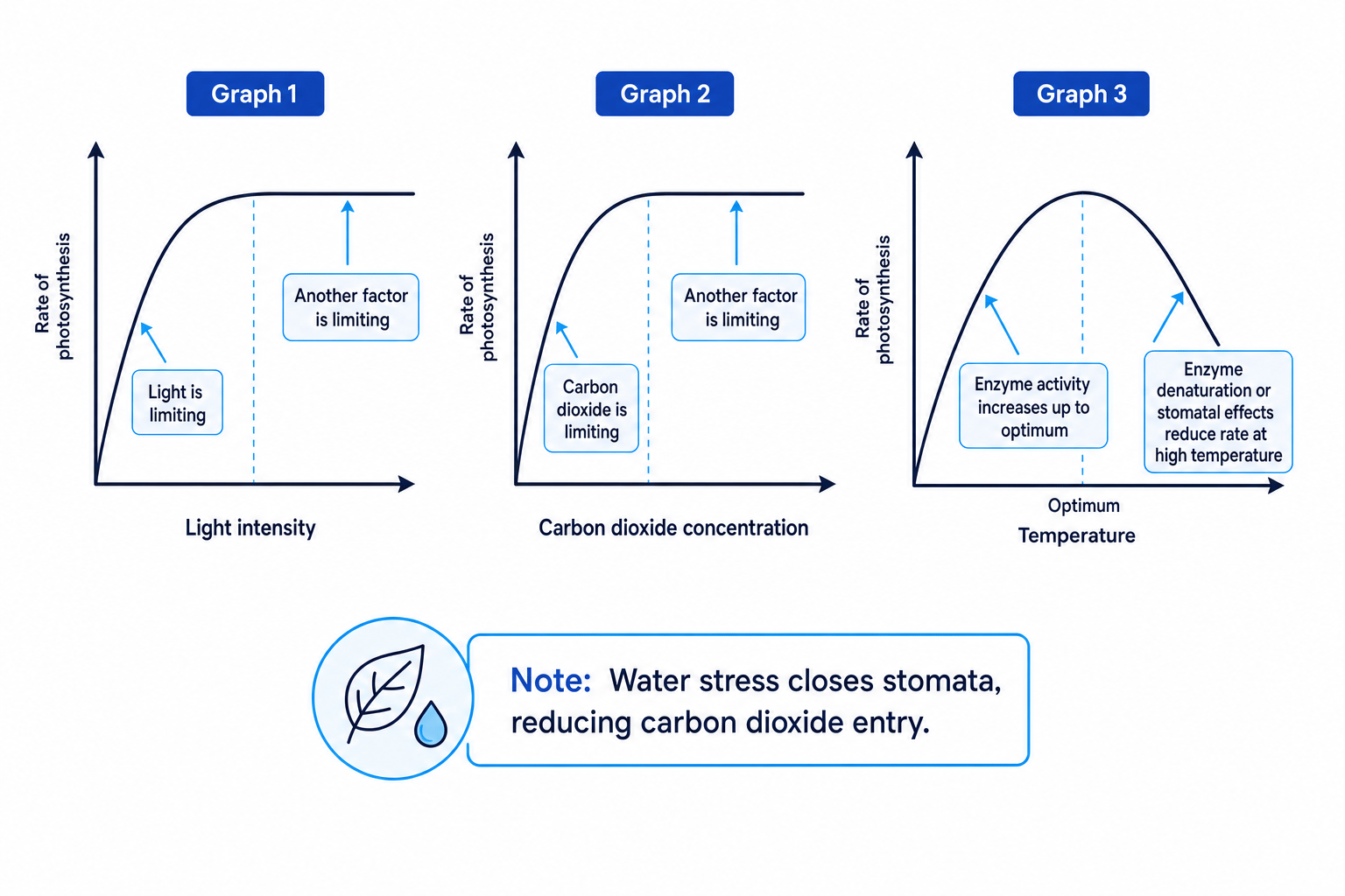 Graphs showing effects of light intensity, carbon dioxide concentration, temperature and water stress on photosynthesis