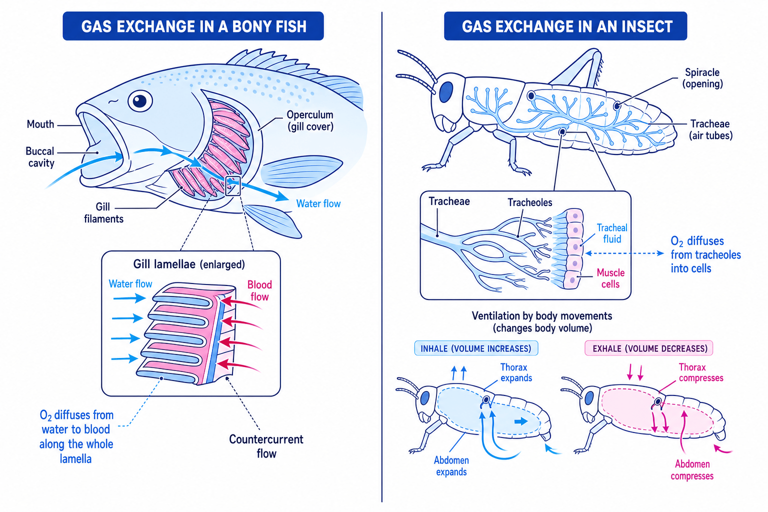 Bony fish gill countercurrent exchange and insect tracheal gas exchange