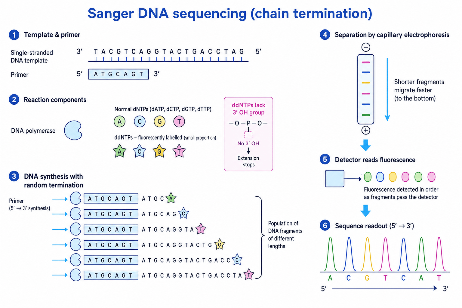 Sanger sequencing by chain termination, showing ddNTPs stopping extension and fluorescent fragments being read after capillary electrophoresis