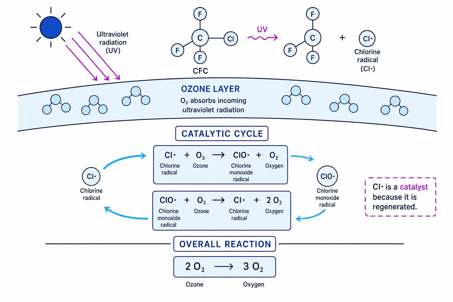 Schematic of ozone depletion showing UV breaking a C–Cl bond in a CFC and the catalytic cycle involving chlorine radicals