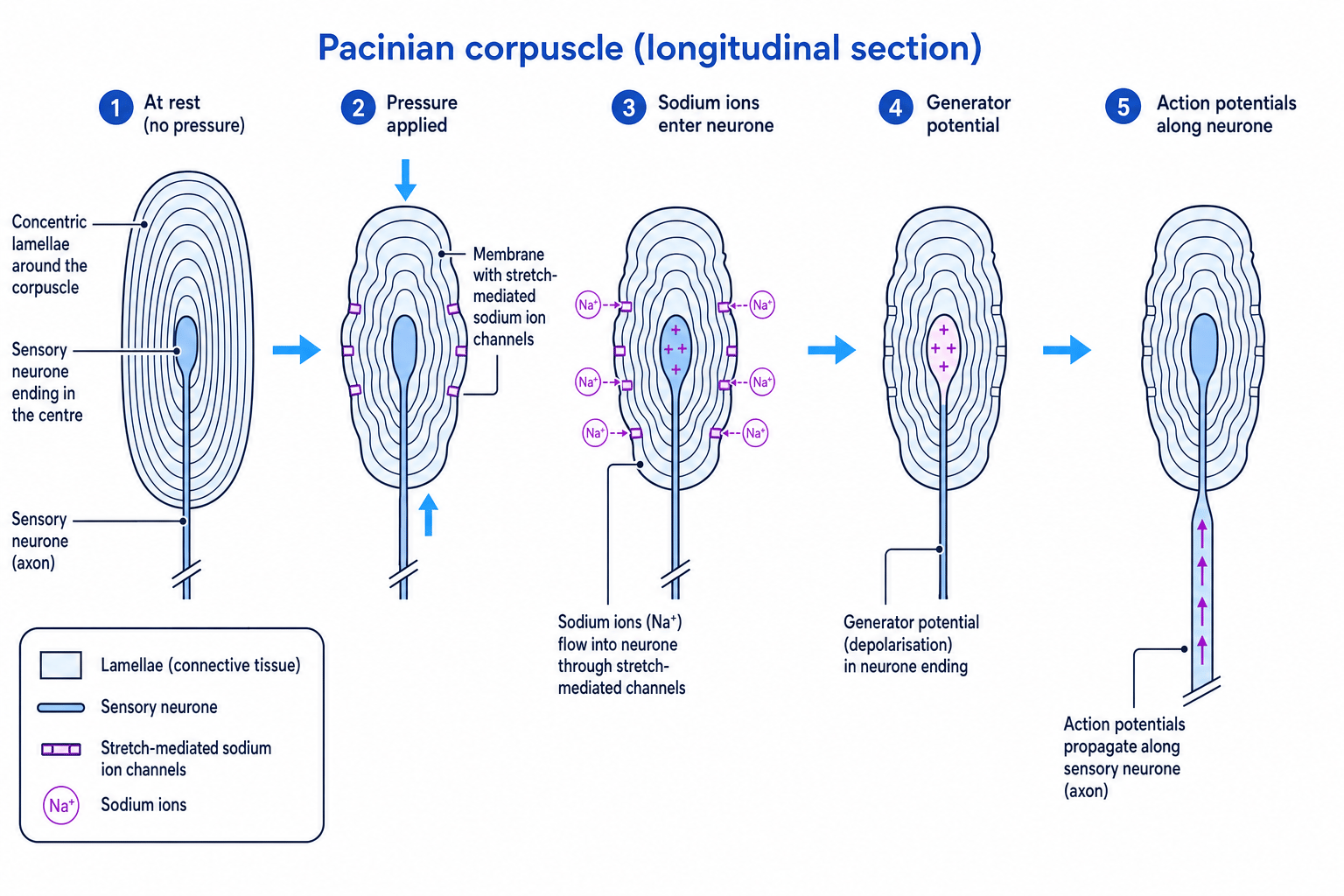 Diagram showing deformation of a Pacinian corpuscle opening stretch-mediated sodium ion channels and producing a generator potential