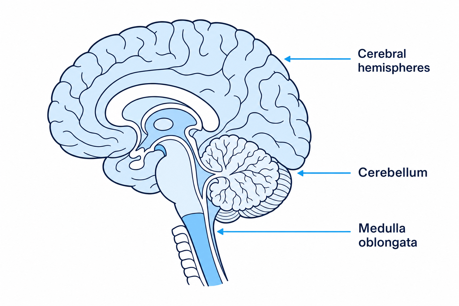 Anatomical Diagram of the Brain