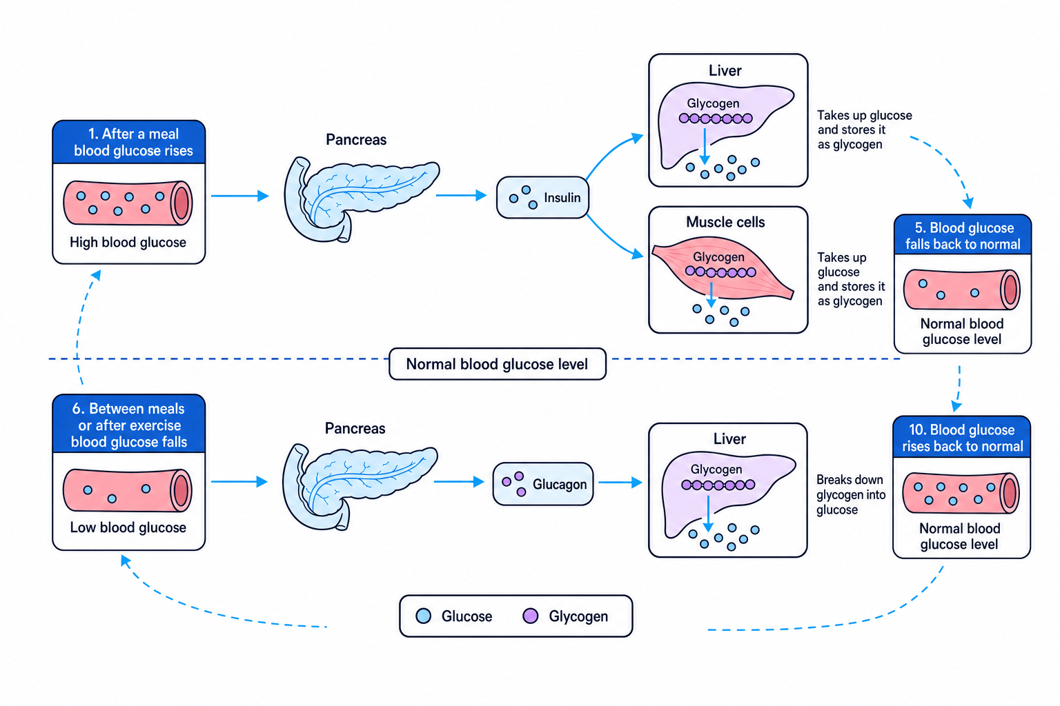 Blood glucose control by insulin and glucagon