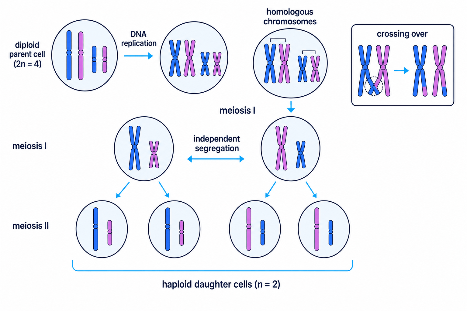 Schematic of meiosis showing DNA replication, homologous chromosomes, crossing over, independent segregation, meiosis I, meiosis II and haploid daughter cells